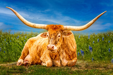 Beautiful Texas Longhorn cow posing an a blue bonnet meadow in the Texas Hill Country