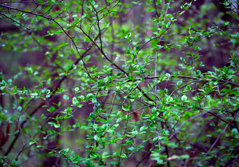 Young Spring Leaves.  Nature Spring and Summer background.