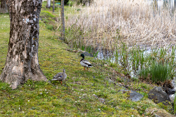Couple of wild ducks on the lake