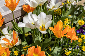 Flowers in the Austrian town of Villach