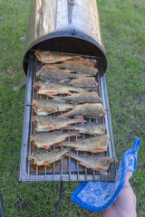 Fototapeta premium Smoked perch, small fish, in a home smoker.