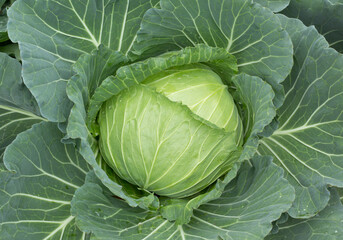 Obraz premium head of cabbage in garden