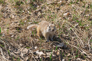 Naklejka na ściany i meble A small brown field gopher stands on four legs in dry grass