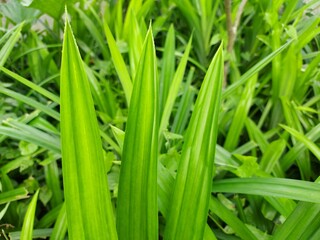 Close up of beautiful green leaves in the garden.