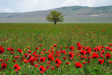 lonely tree in a poppy field in the spring