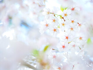 Fototapeta na wymiar 美しい桜 ソメイヨシノ
