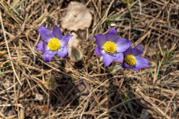 Spring flowers pulsatilla vernalis on a natural background, detailed macro view.