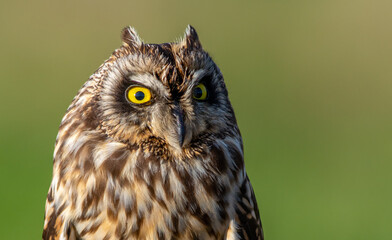 Short eared owl (Asio flammeus) head portrait with big yellow eyes