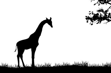A giraffe standing illustration, African nature with a wild Giraffe. Black silhouette of a Giraffe, wild animal jungle background 