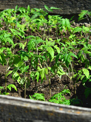 Tomato seedlings in the nursery. Garden and vegetable garden. Copy space for text.