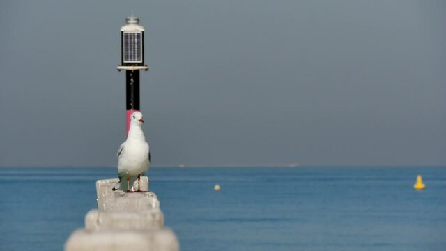 Seagull on Jetty wood sticks with a pole in the backgraound and blue sea