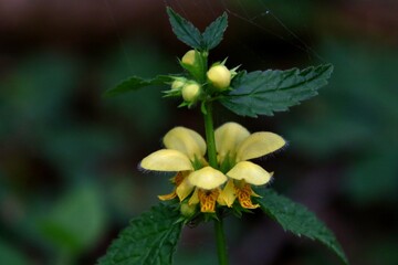 Fleurs: Lamier doré Florentinum © Didier Sibourg