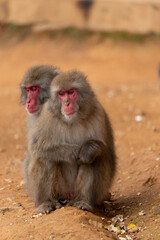 Fototapeta premium Japanese macaque in Arashiyama, Kyoto. Little monkeys are playing.
