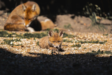 Fox cub with mother in a garden