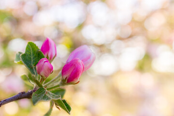 Flowering apple tree branch in spring on a nature outdoors macro in morning at sunrise in the rays of sunlight.