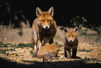 Fox cub with mother in a garden