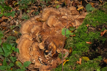 Pilze Herbst Moos Wald