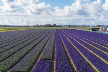 Hyacinth Field in Bloom. Spring Flowers at Keukenhof, Netherlands