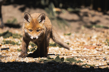 Fox cub in a garden