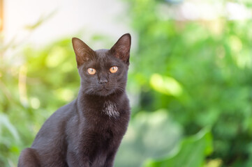 Close up. A black cat on the green backdrop of the green garden.