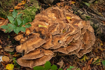 Pilze Herbst Moos Wald