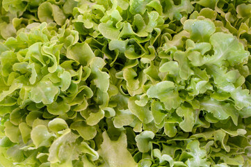 Top view of fresh green lettuce leaves in the garden to make a salad.