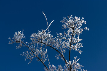 Sachsendorfer Wiesen, Winter, Cottbus, Brandenburg, Germany