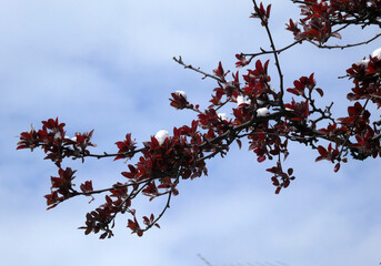 Tree branch, covered by snow,  on the background of blue sky