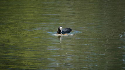 Eurasian coot looking at a plastic bag floating next to it in a lake