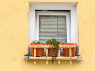 Fototapeta na wymiar flowers in the pot on the window of a house