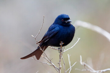 Fork-tailed Drongo perched on a branch in Kruger National Park, South Africa.