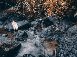 autumn leaves on the rocks
