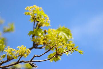 Fresh spring green leaves growing out on the tree and reaching for the sun's rays.