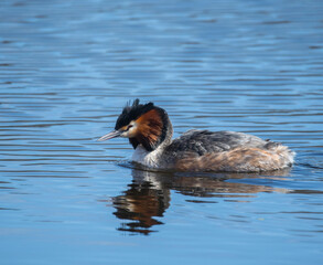 Great crested grebe in a pond in a bird sanctuary in Stockholm a spring day 