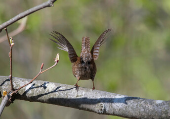 Eurasian wren calling out from a branch for a partner and flapping wings in a bird sanctuary in Stockholm a spring day