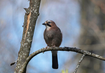 Female Eurasian Jay looking for partner sitting on a branch in a bird sanctuary in Stockholm a spring day