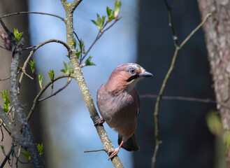 Female Eurasian Jay looking for partner sitting on a branch in a bird sanctuary in Stockholm a spring day