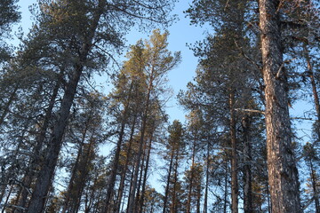 Fototapeta premium Pine forest from Sweden Lapland.