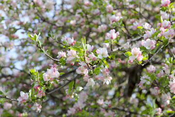 Appletree flowers. Beautiful spring flowers. Appletree in blooming in the garden. Springtime background. Spring concept.
