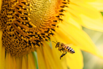 bee on sunflower - Powered by Adobe