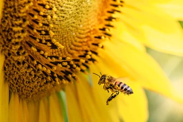 Foto op Plexiglas bee on sunflower © MartinEnrique