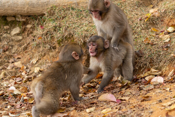 Japanese macaque in Arashiyama, Kyoto. Little monkeys are playing.