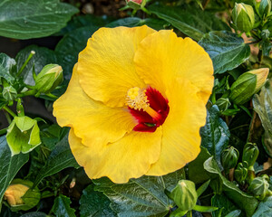 vivid yellow hibiscus Hawaiian flower closeup in the garden