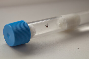 Ixodid tick in a test tube close up. These dangerous ticks should be investigated for encephalitis...