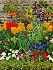 exotic colorful flowers in the garden
