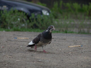 pigeon on the ground