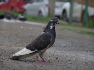 pigeon in the city