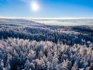 Sun over snowy trees