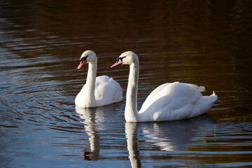 Couple of white swans swimming on a lake, reflection on water surface. Romantic scene, concept of love and loyalty