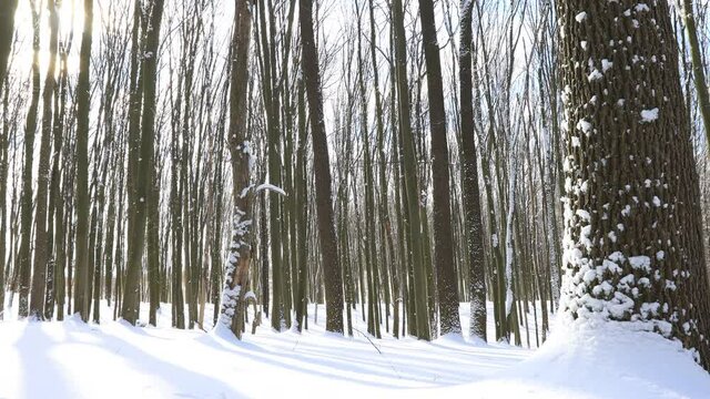 transitional season in the forest from winter to summer